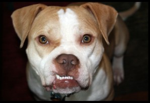 pit-bull