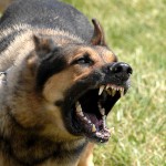 Dog bites nun: how to prevent dog attacks