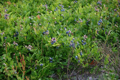 Blueberry bushes in Maine.