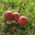 Maine considers bill to regulate food foraging on private property