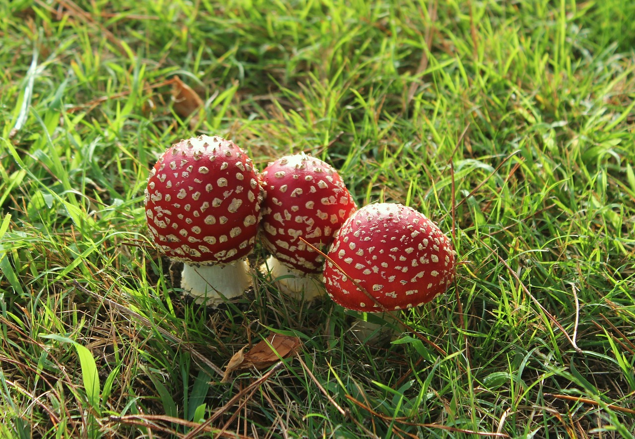 Three wild mushrooms.