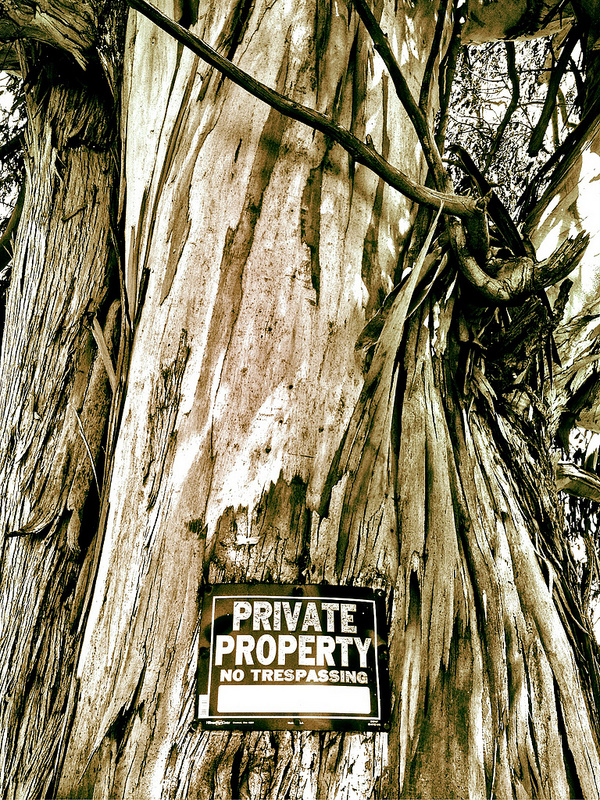 A private property sign on an old tree. 