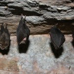High Tech Surveillance Equipment Used to Track Bats’ Movements