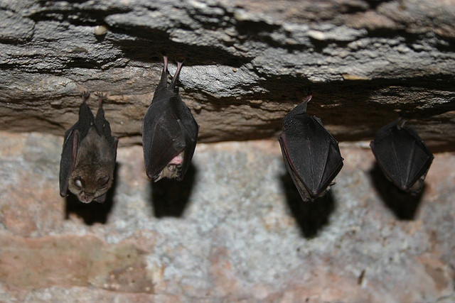 A photo of four bats roosting. 
