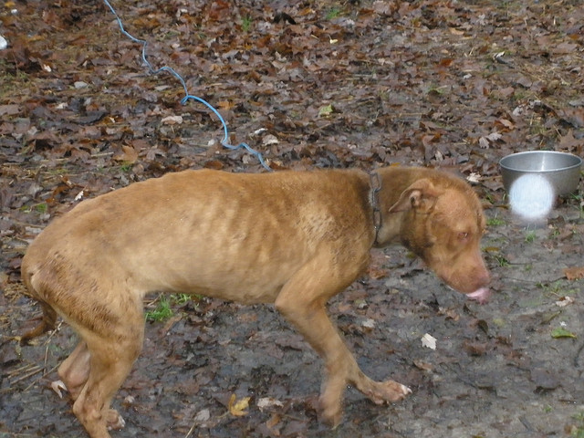 A picture of a skinny abandoned dog. 