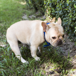 Sending a Notice to Stop Dog Excrement on Your Property