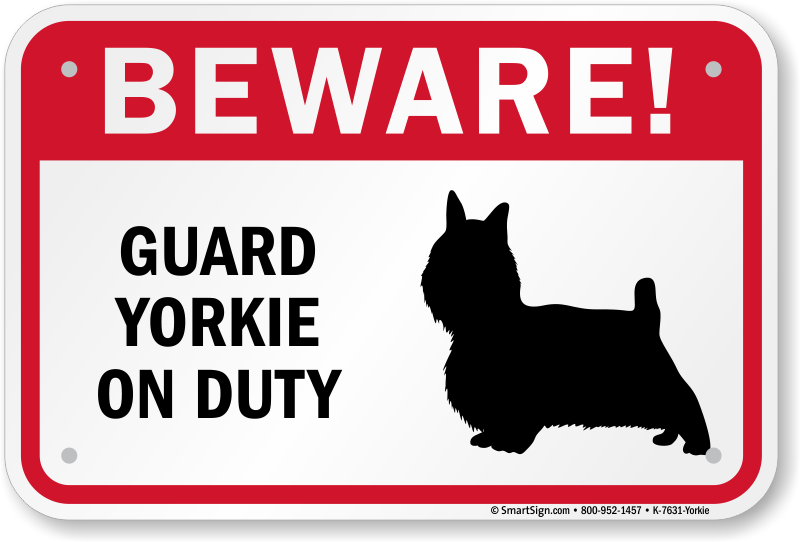 yorkie guard dog